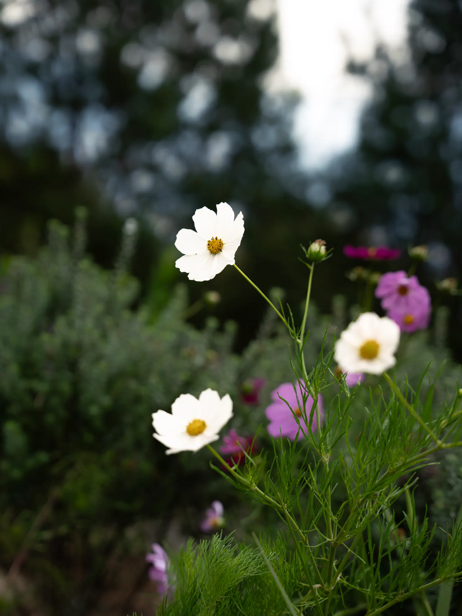 Jardines para polinizadores
